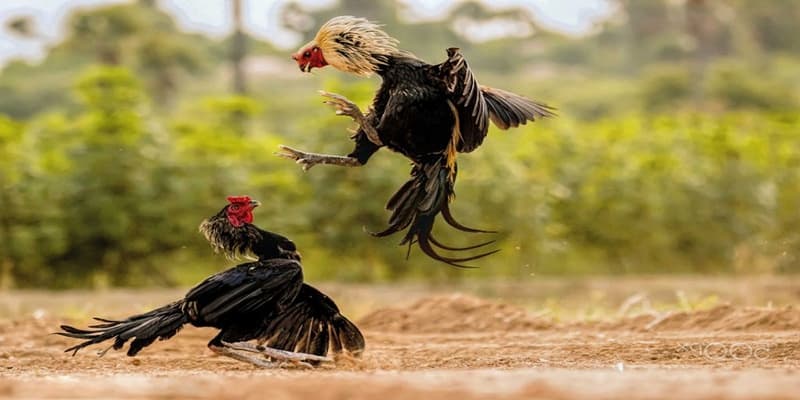 Cách thức nuôi dưỡng gà chọi chuẩn C1 từ các cao thủ