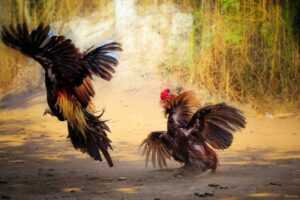 Thông tin tổng quát về đá gà uw99
