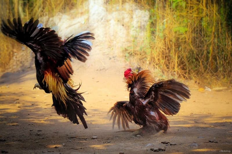 Thông tin tổng quát về đá gà uw99
